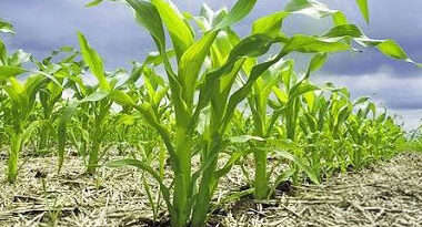 reducir uso de fertilizantes