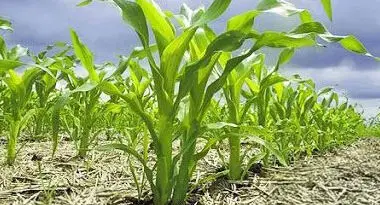 reducir el uso de fertilizantes