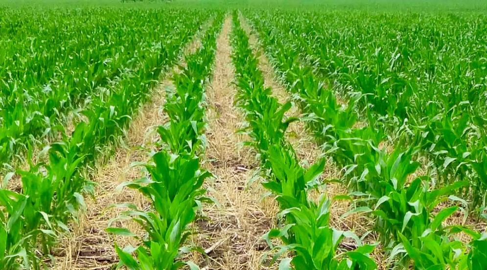 uso de fertilizantes