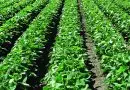 cultivo en agricultura extensiva