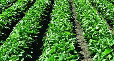 cultivo en agricultura extensiva