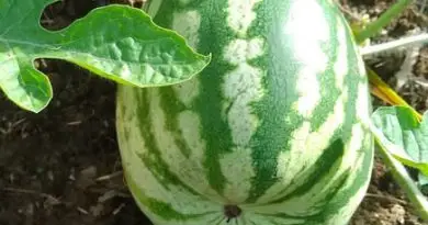 cambiar el sistema de riego para sandías