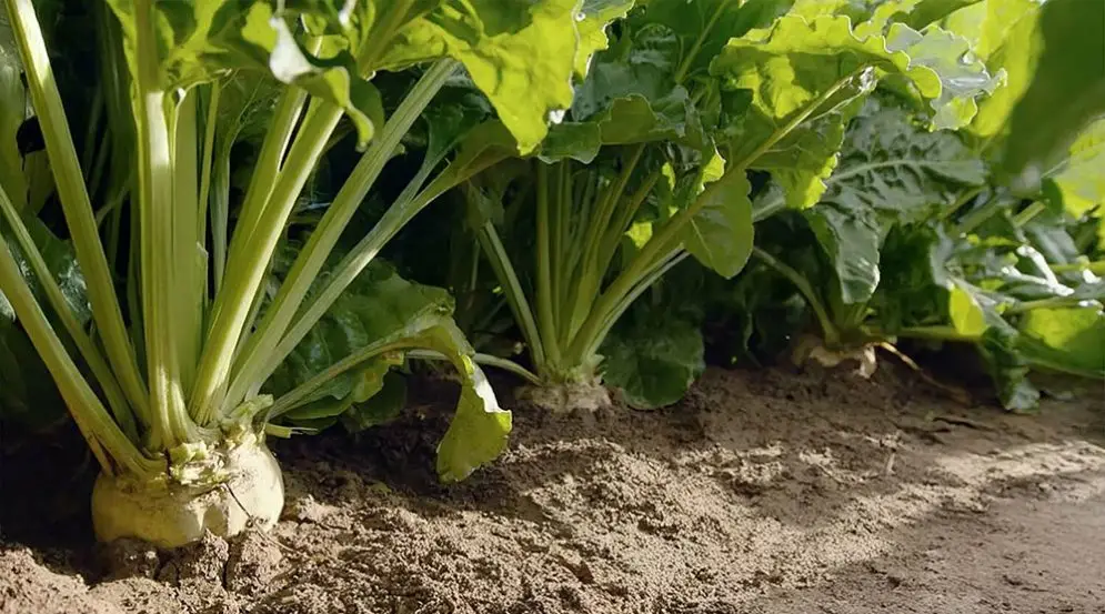 cultivo de remolacha azucarera
