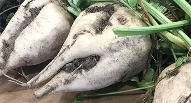 cultivo de remolacha azucarera en el desierto