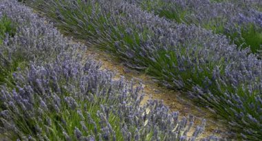 cultivo de plantas medicinales y aromáticas