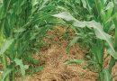 soluciones agrícolas imaginativas