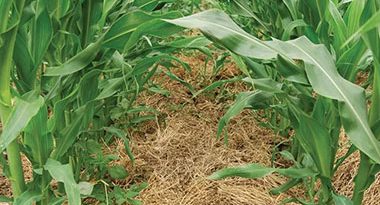 soluciones agrícolas imaginativas