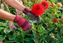 tareas de mantenimiento del jardín