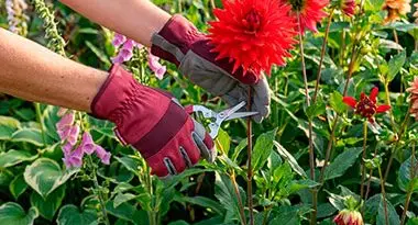 tareas de mantenimiento del jardín