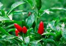 como cultivar chile