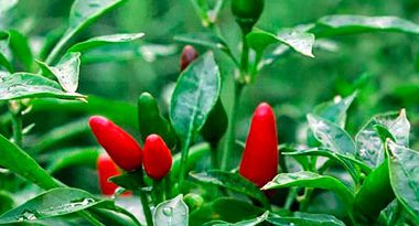 como cultivar chile