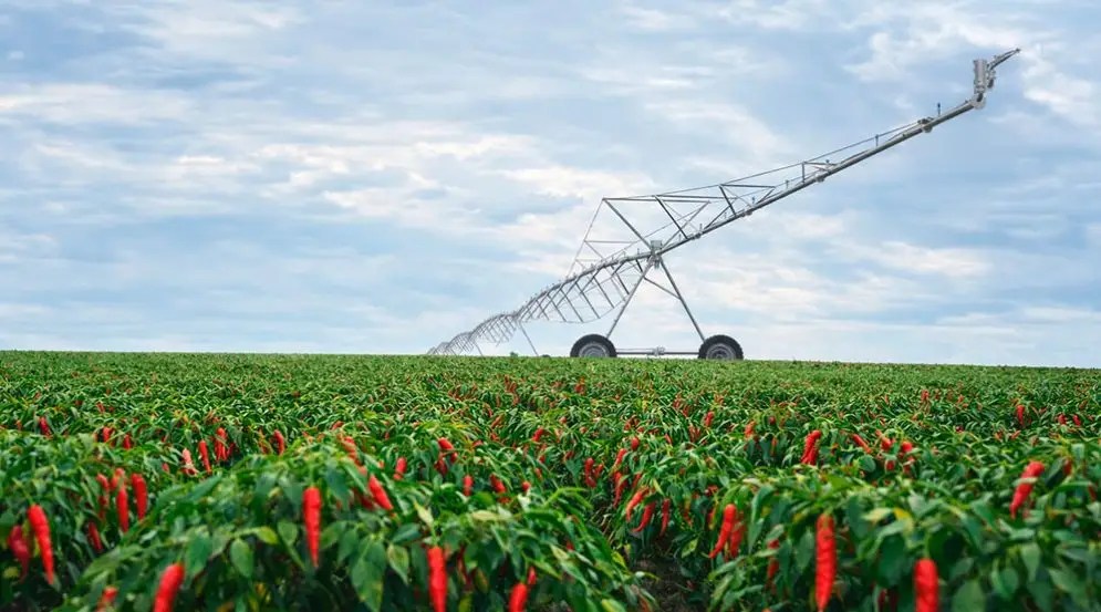 cultivar chile bajo Pivot