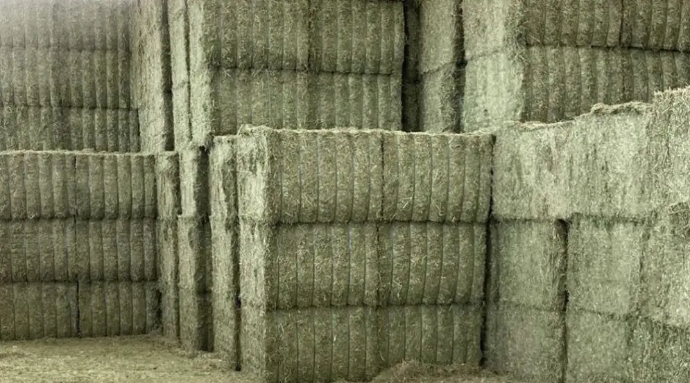 alfalfa deshidratada