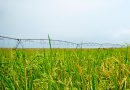 rentabilidad del cultivo de arroz con Pivot central