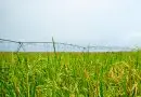 rentabilidad del cultivo de arroz con Pivot central