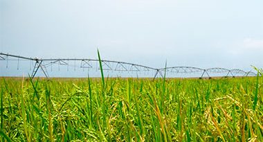 rentabilidad del cultivo de arroz con Pivot central