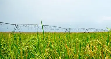 rentabilidad del cultivo de arroz con Pivot central