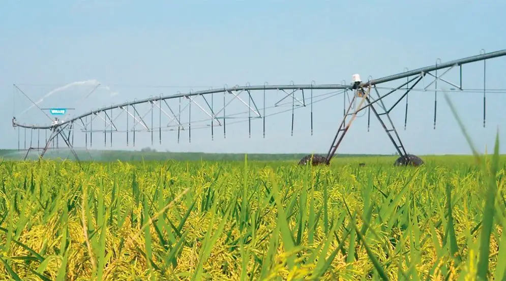 manejo del arroz con Pivot central
