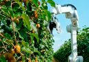 robots agrícolas para cosechar kiwis