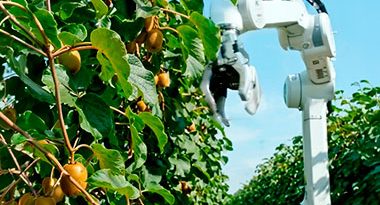 robots agrícolas para cosechar kiwis