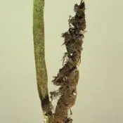 carbón carbón en trigo y cebada