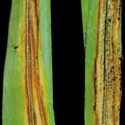 helmintosporiosis helmintosporiosis en cebada