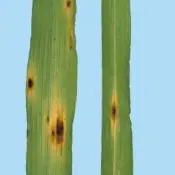 podredumbre de raíz podredumbre de raíz en cebada