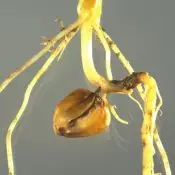 podredumbre del cuello podredumbre del cuello en trigo y cebada