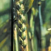 septoriosis septoriosis en trigo